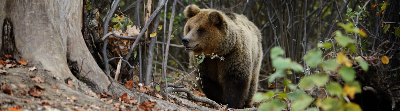 Bruine beer loopt in het bos