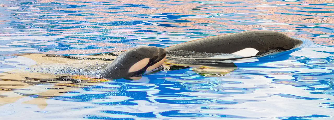 Opvang walvisachtigen