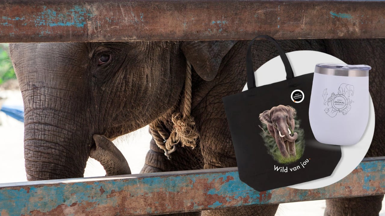 Olifant2
