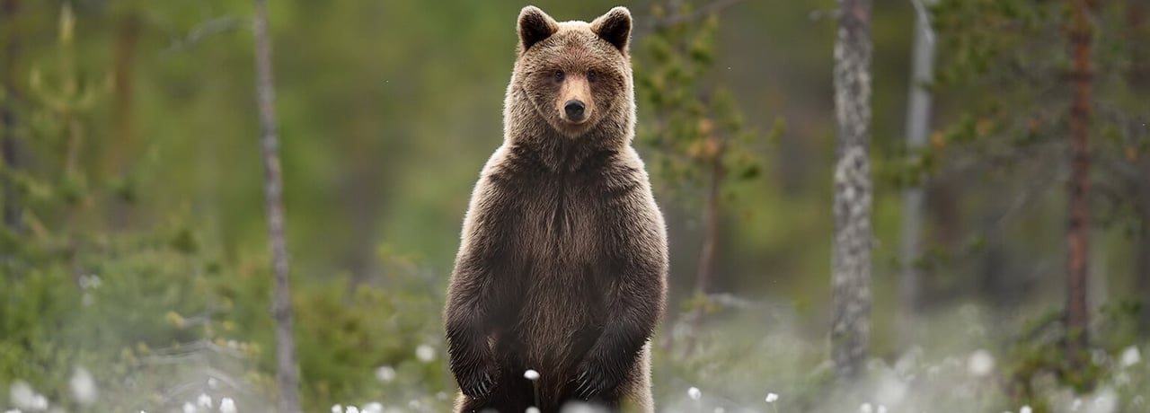 Dieren hebben jou nodig