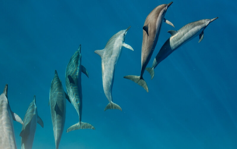 Dolphin school