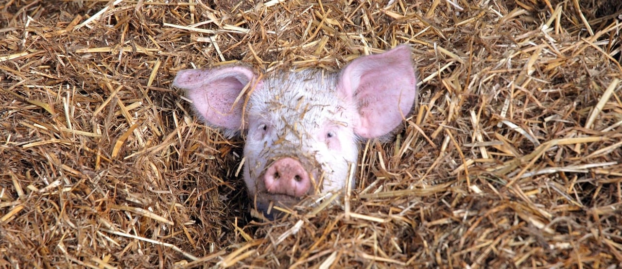 Pig in straw at UK farm