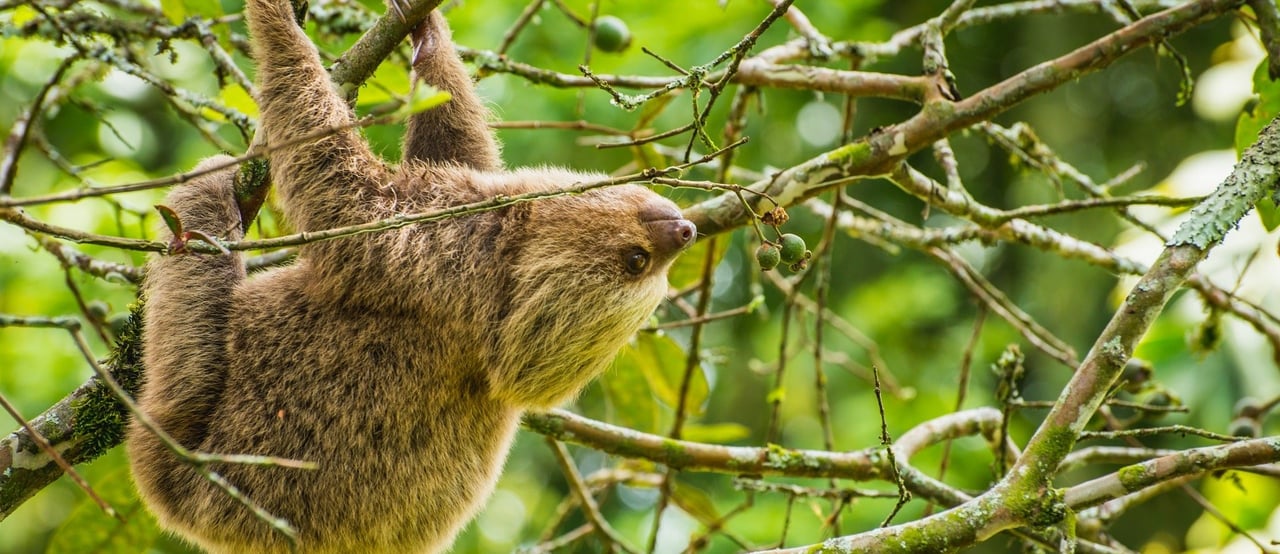 Wild sloth in Colombia