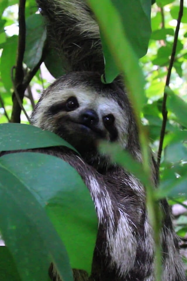 Sloth in Brazil