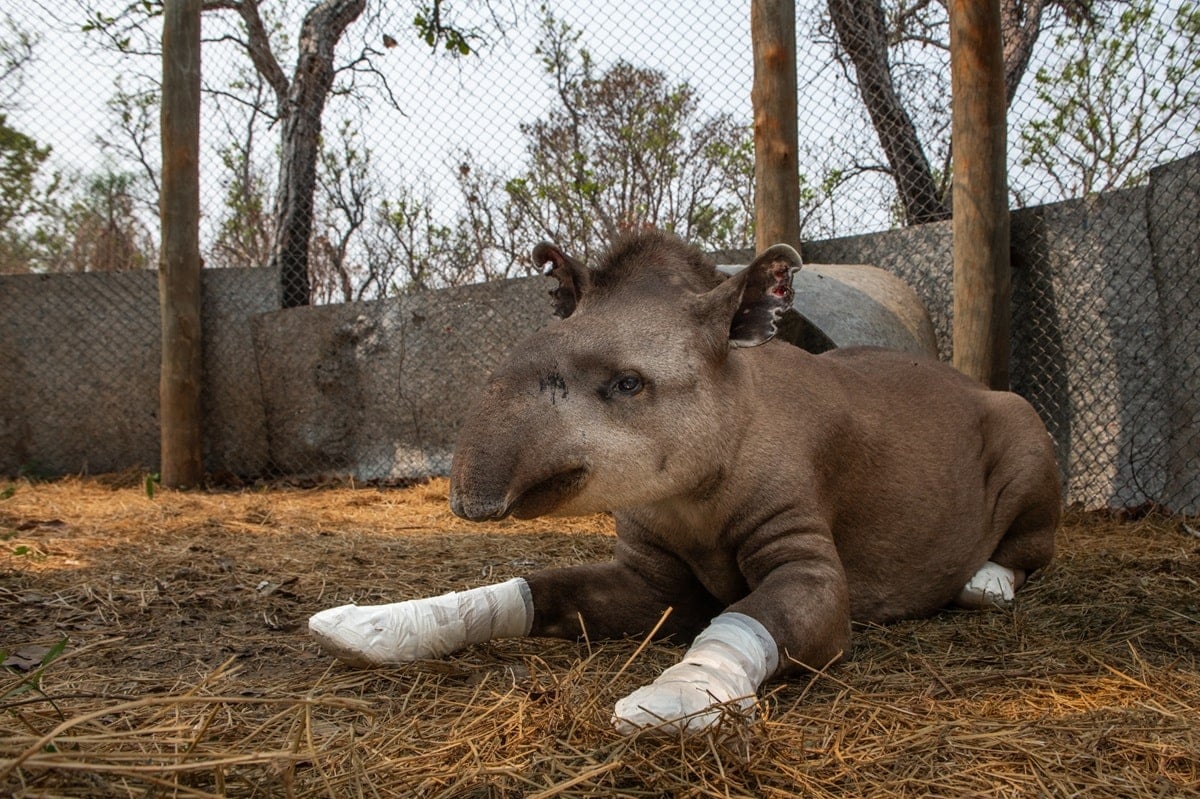 Valente the tapir, rehabilitated by Onçafari
