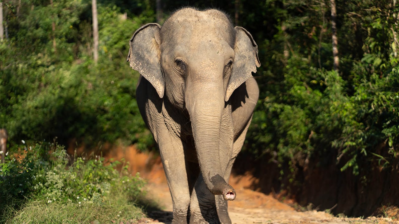 Een update over jouw adoptieolifant Mayura