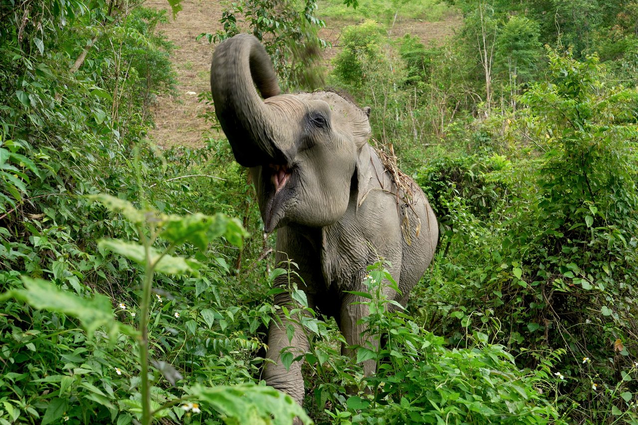 Mae Gohgae