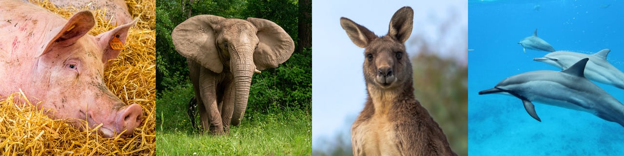 Collage van varken, olifant, kangoeroe en dolfijn