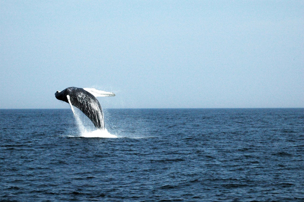 Walvis spotten