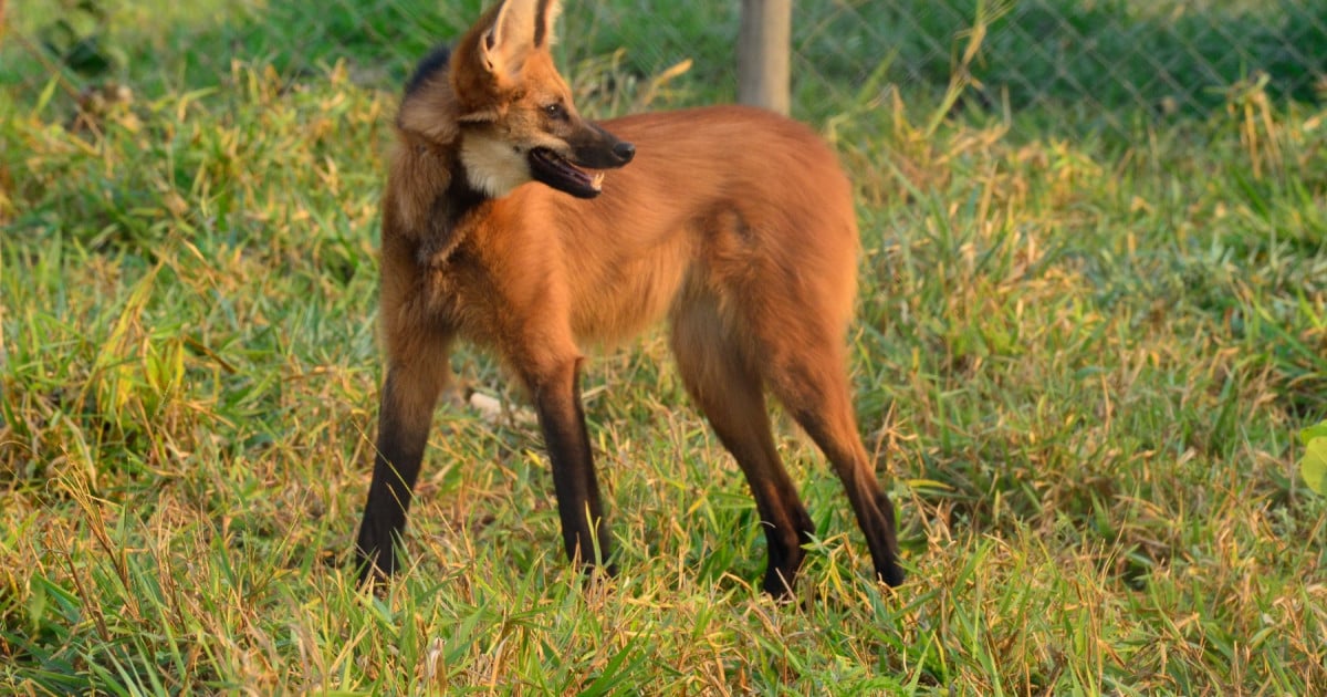 Manenwolf in Brazilië