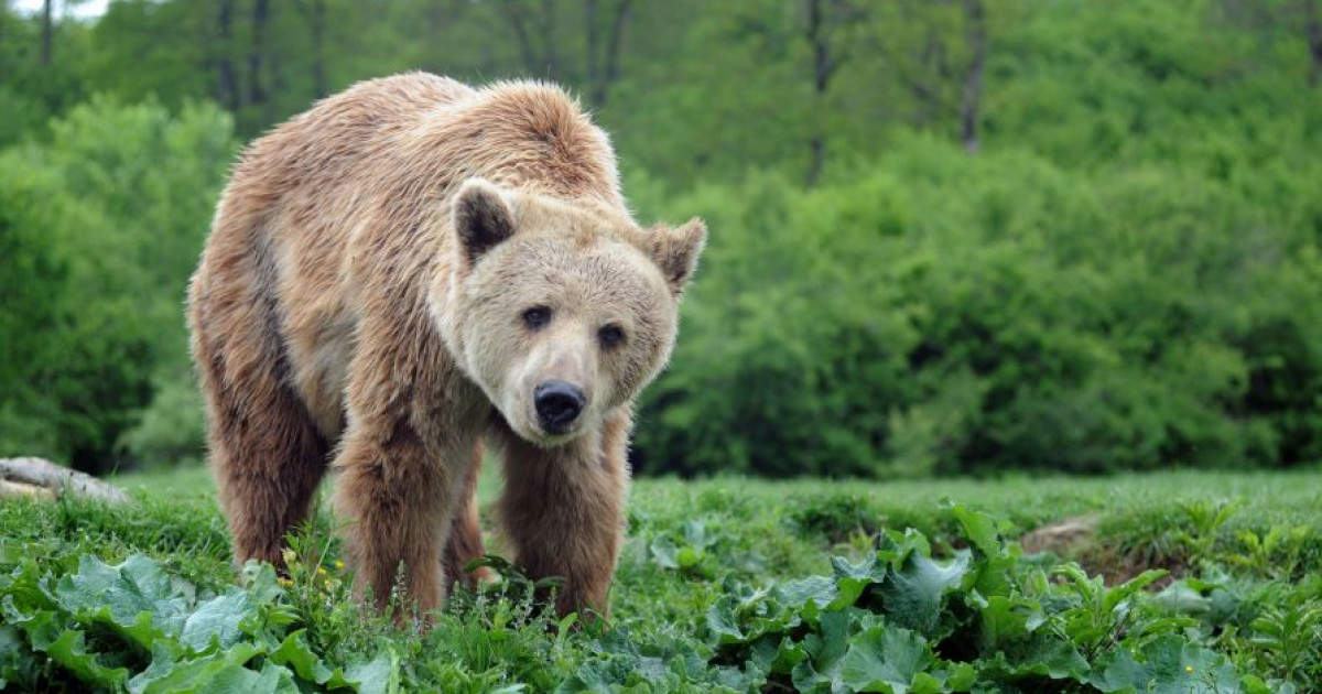 een beer in het Roemeense asiel dat World Animal Protection steunt
