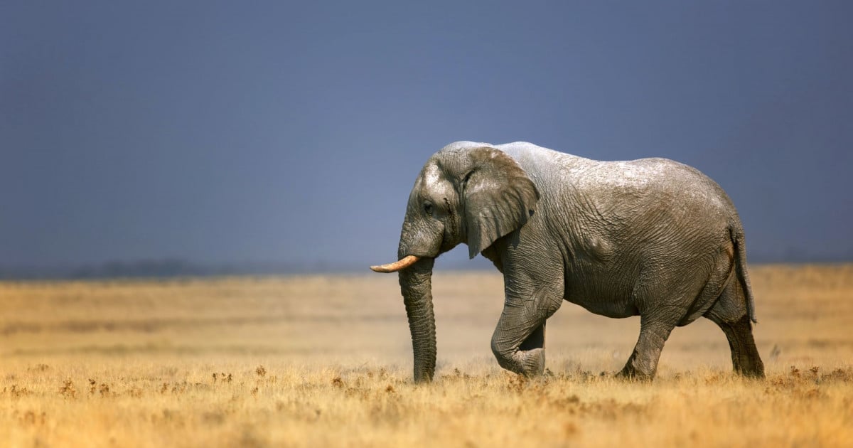 Bescherm dieren op vakantie, Airbnb, dierenwelzijn