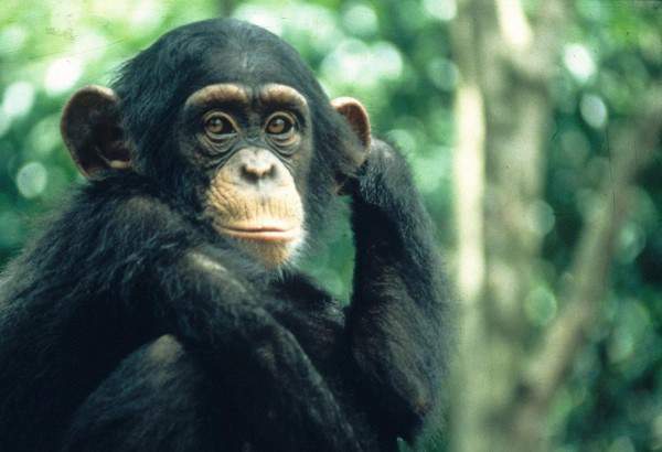 foto van chimpansee