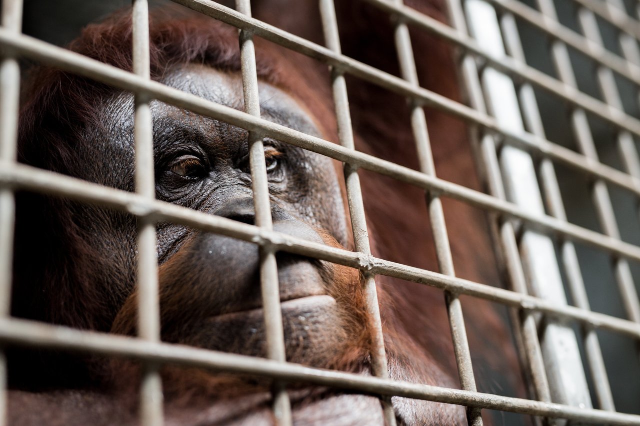 orang oetan kooi