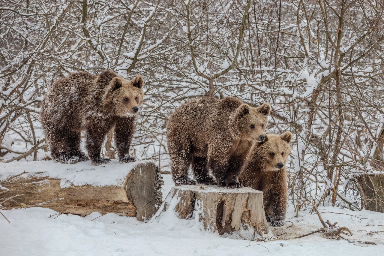 Beren in de sneeuw in Libearty Sanctuary in Roemenië