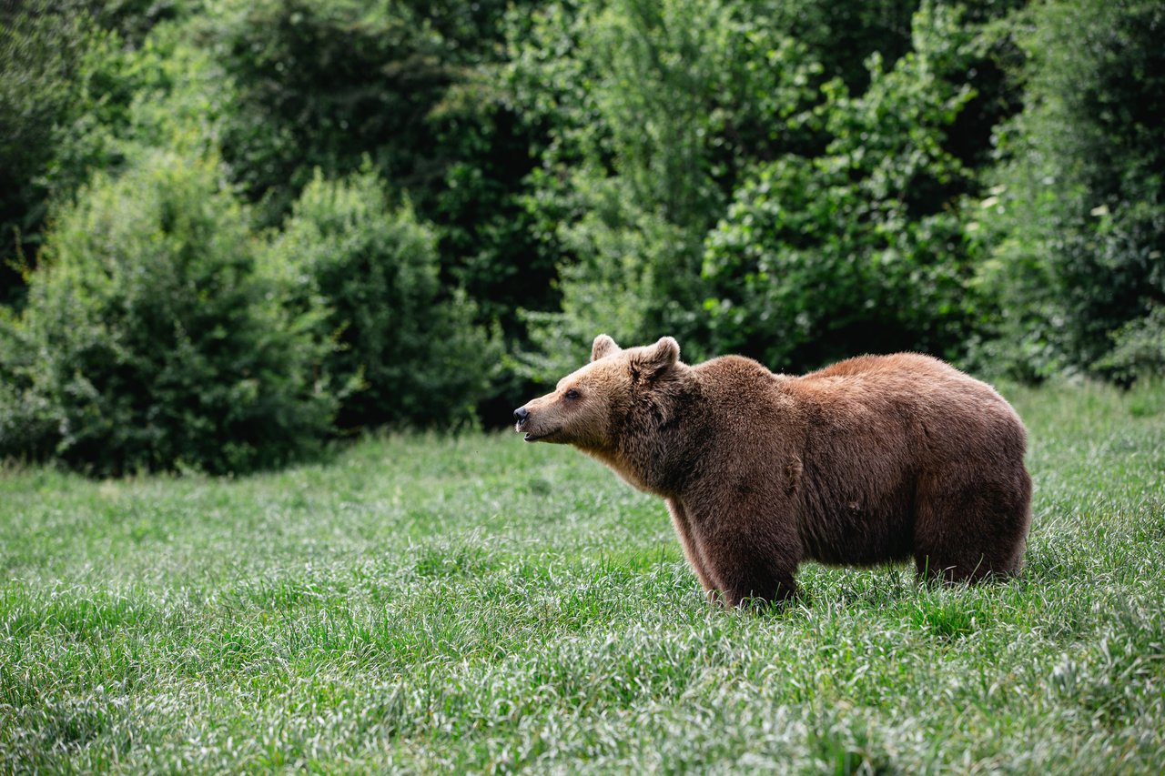 Een beer in de berenopvang Libearty in Roemenië