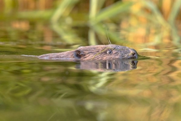 Zwemmende bever