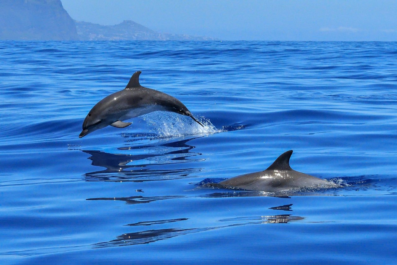 Dolfijnen in het wild bij Whale Heritage Area Tenerife La Gomera