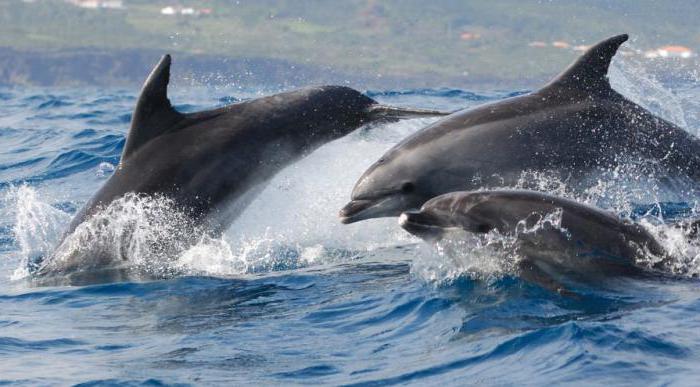Dolfijnen springen in zee
