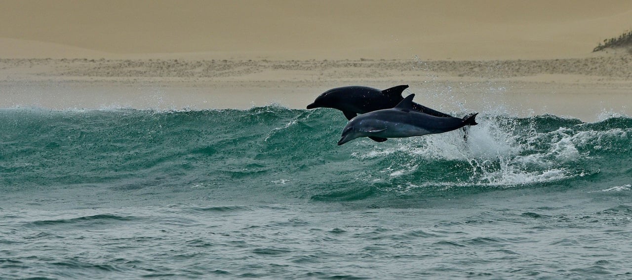 Dolfijnen springen bij strand