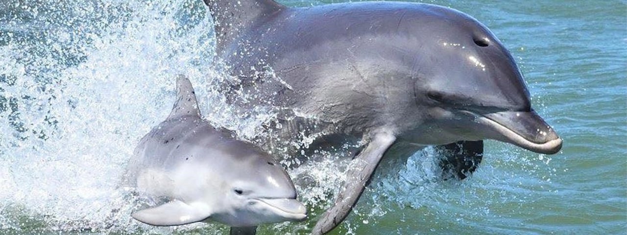 Dolfijn met jong
