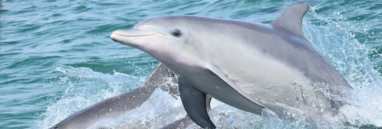 Dolfijn springt boven het water uit