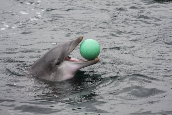 dolfijn met bal