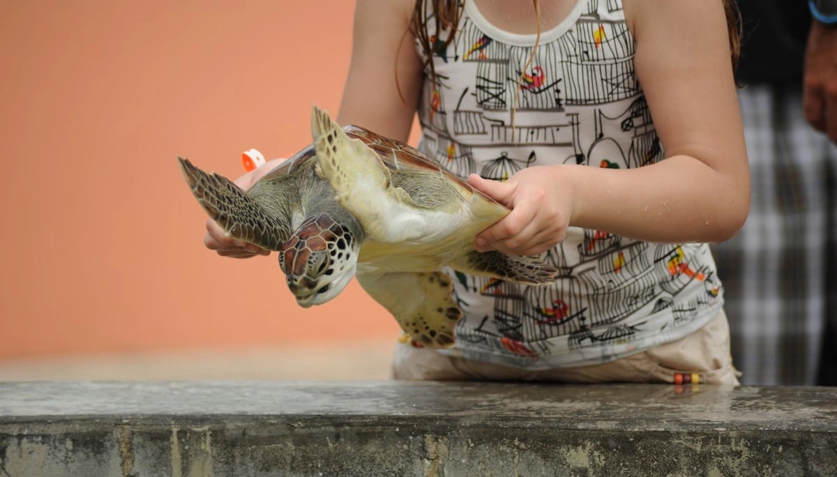 Vrouw houdt een schildpad vast