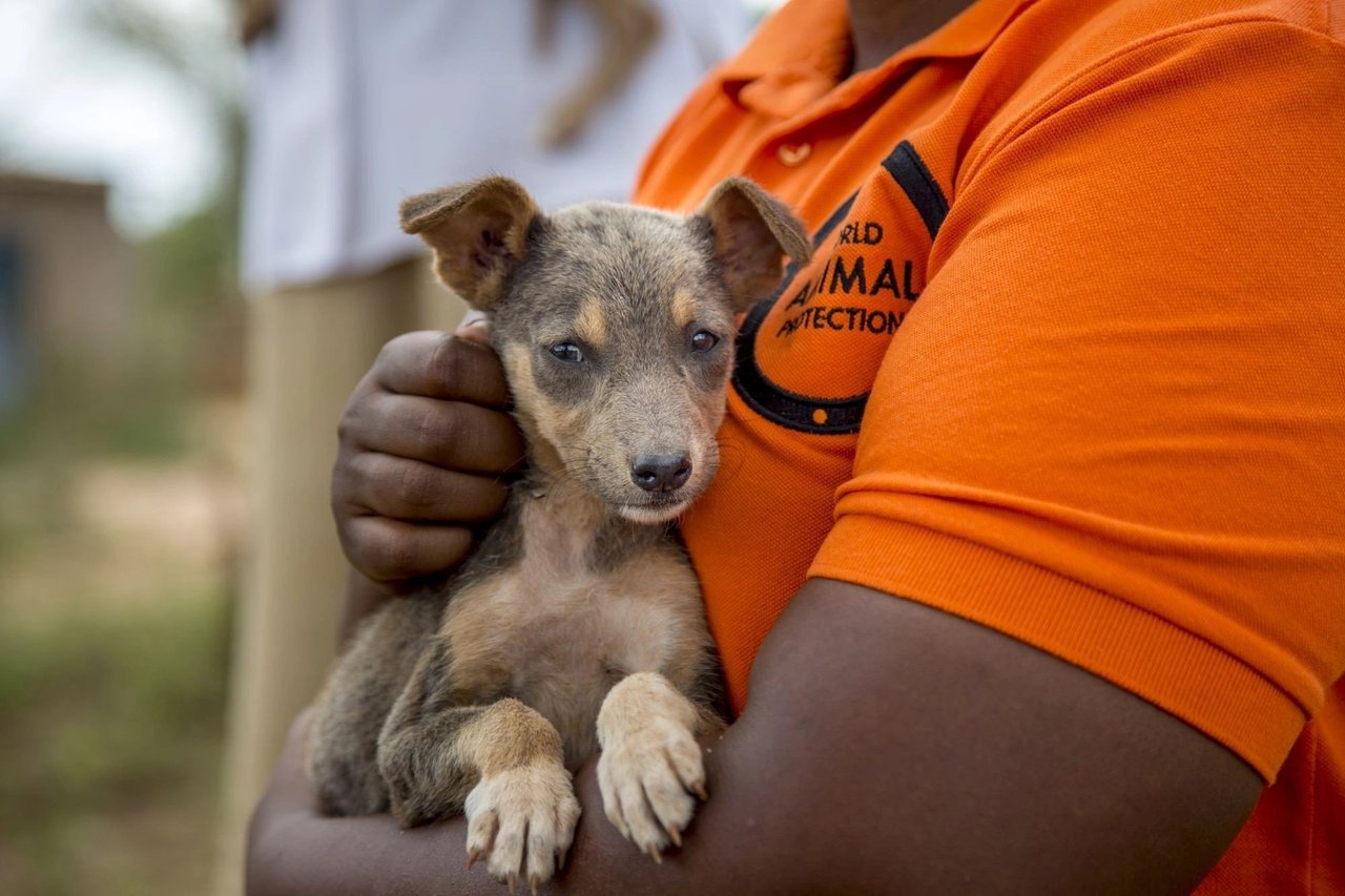 WAP medewerker in oranje t-shirt met hondje