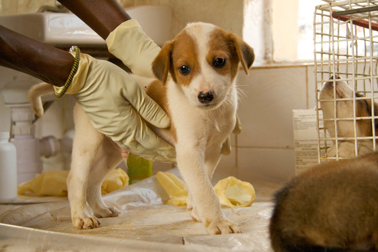 Een puppy wordt gevaccineerd in Sierra Leone