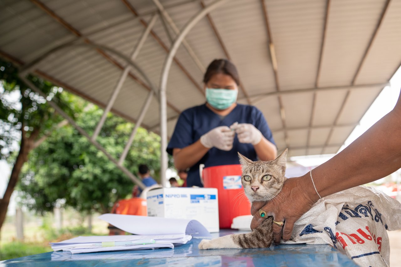Vaccinatie- en sterilisatie-actie voor katten en honden in Sisaket, Thailand in 2019. (C) Nicolas Axelrod