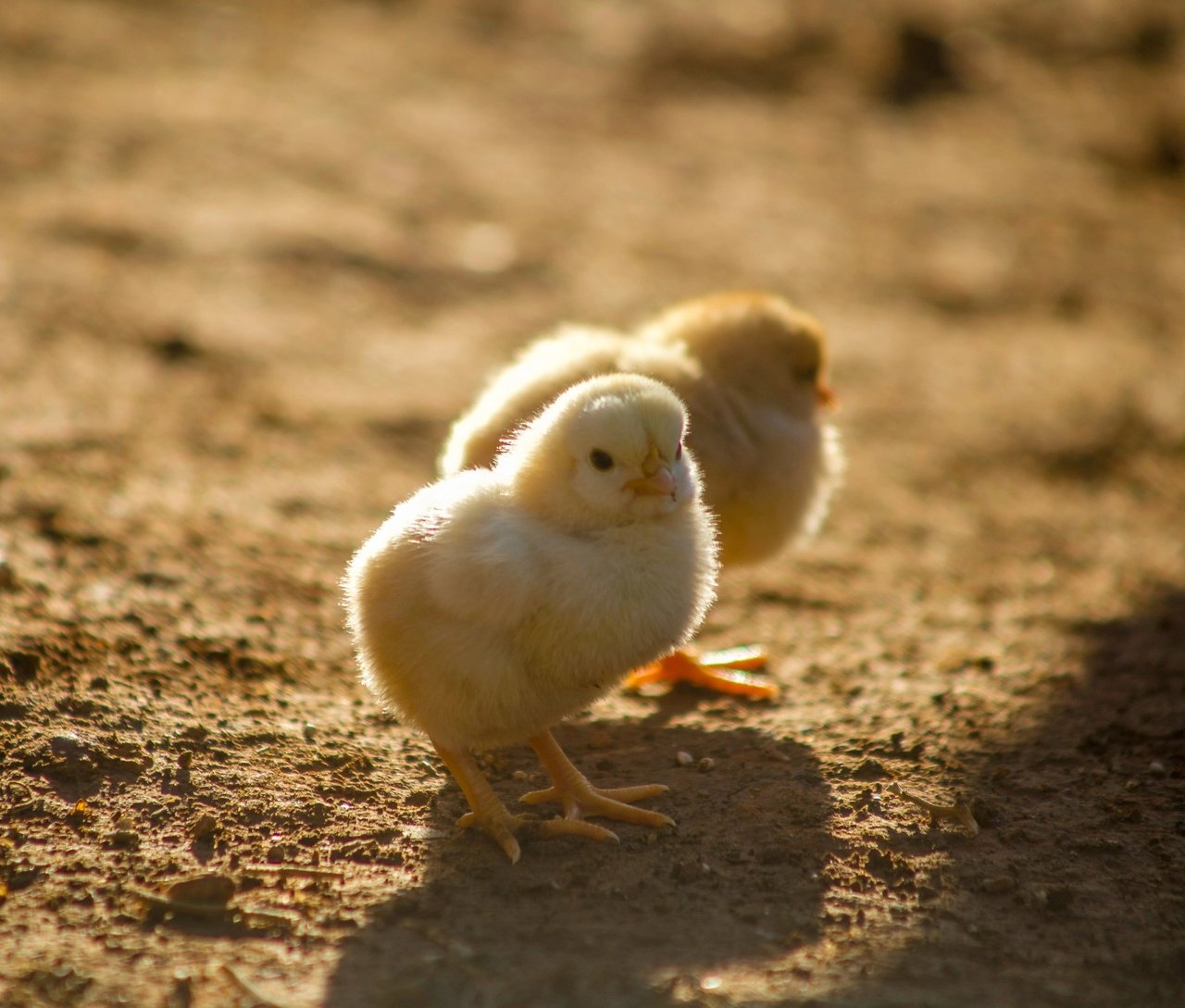 Twee kuikentjes in het zand