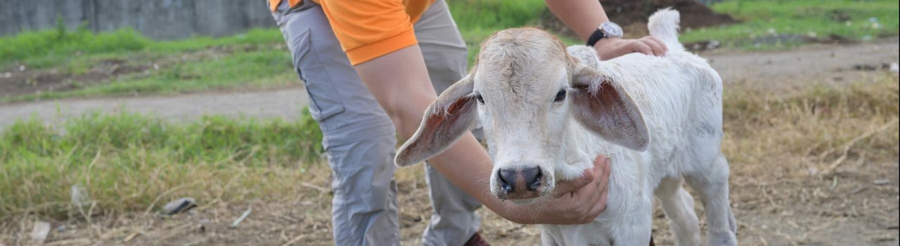 Kalkje met persoon ernaast