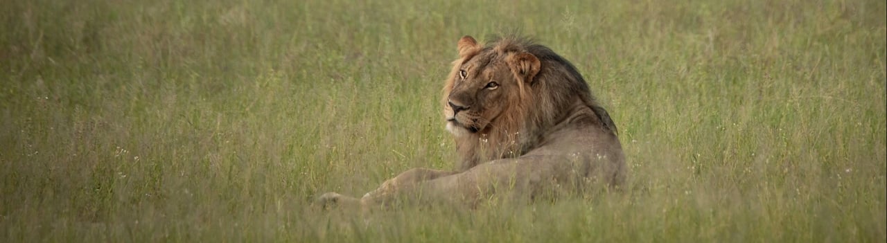 Leeuw ligt in het gras en kijkt achterom in de camera
