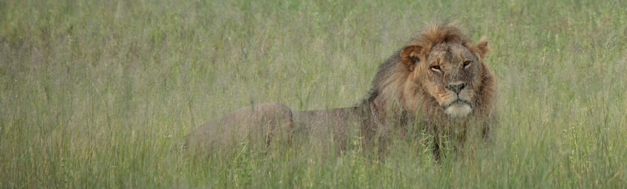 Leeuw in het wild header