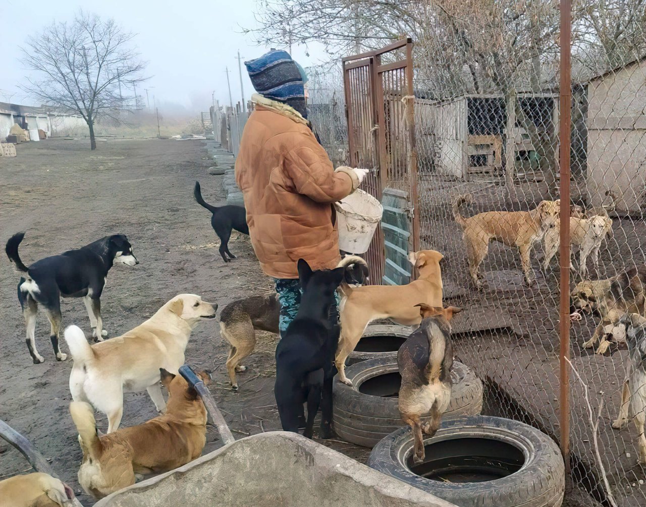 Man voert honden in Oekraine
