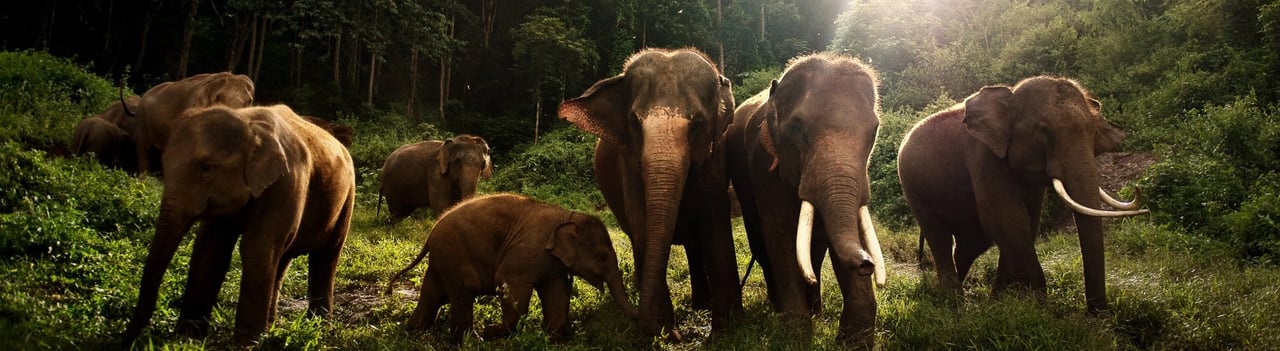 Groep olifanten met jongen dieren in het bos