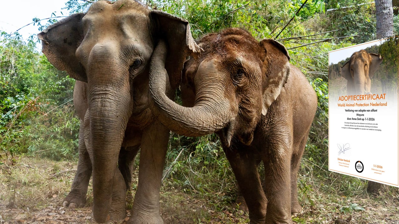 Adopteer een olifant