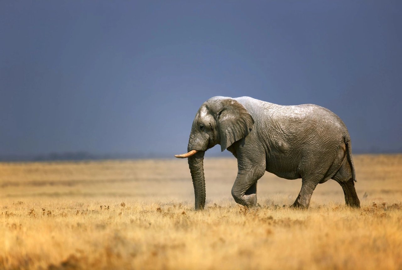 Olifant op droog gras