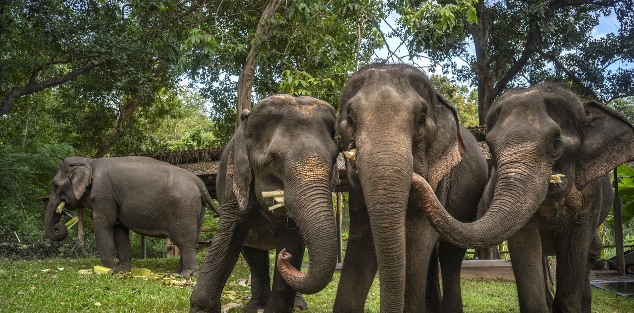 olifanten groep van drie