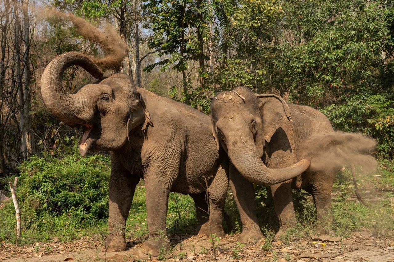 Olifanten nemen zandbad