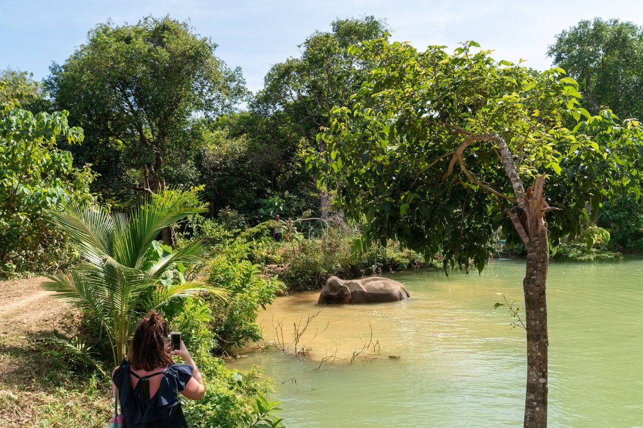 olifant afstand foto