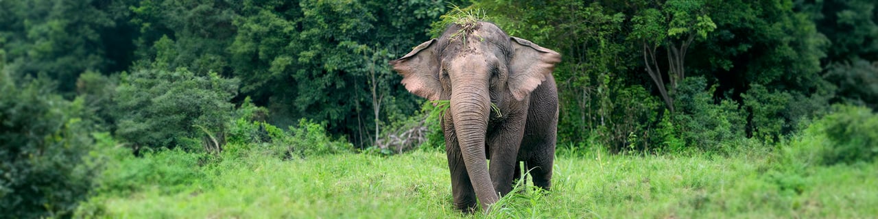 Olifant in het bos