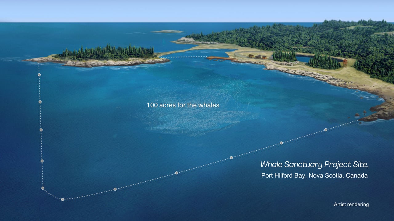 Whale Sanctuary Project/Sasha Rink / World Animal Protection