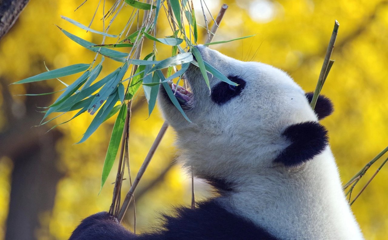 Panda hapt naar bamboe boven zijn hoofd