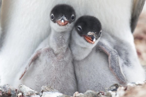Baby pinguïns in sneeuw