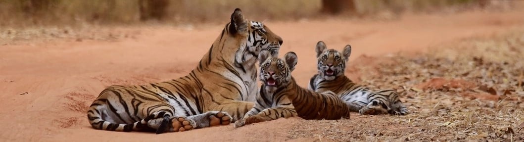 Tijger met twee welpjes