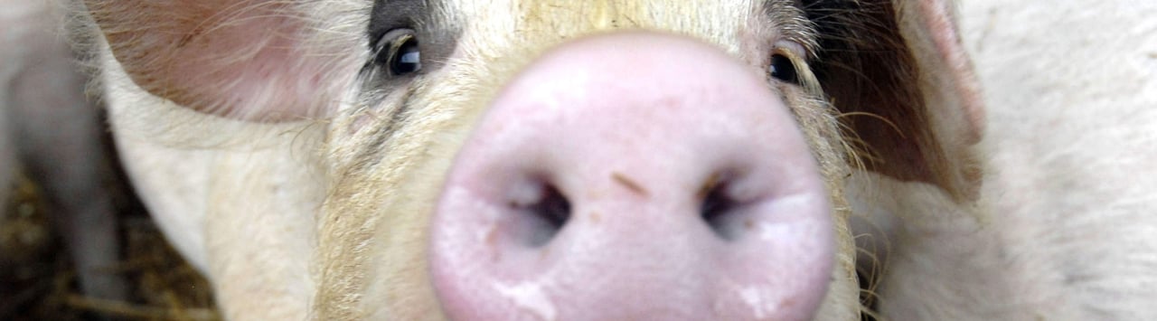 Close-up van een varken
