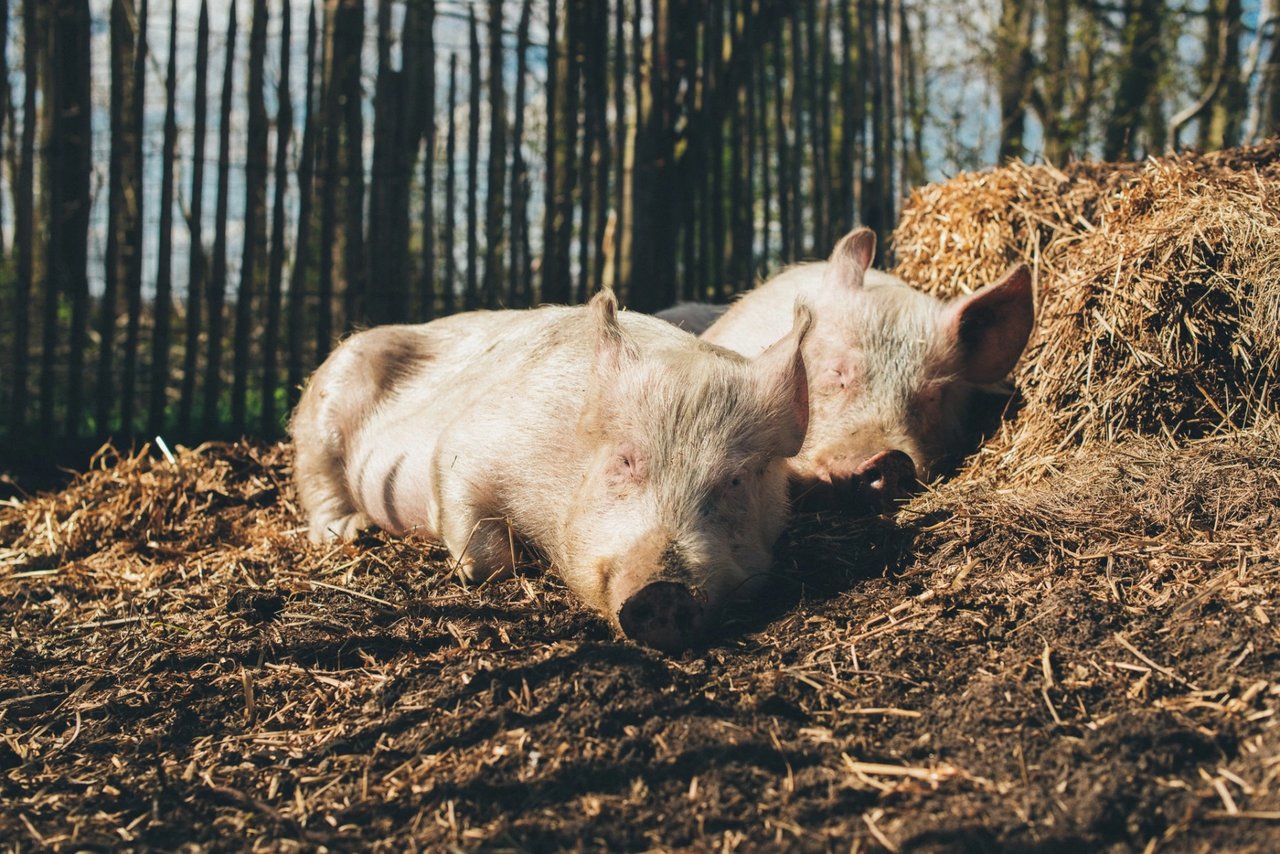 Twee varkens liggen in de zon met hun ogen dicht