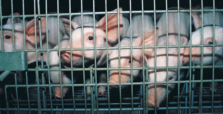 Varkens in de veehouderij